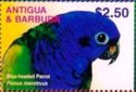 Blue-headed Parrot (Pionus menstruus)